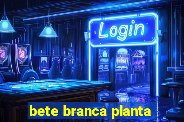 bete branca planta